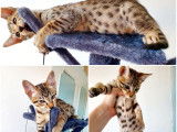 À réserver : quatre chatons de race Savannah (3 mâles et 1 femelle), de couleur brown spotted tabby, nés en mai 2021