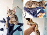 À réserver : quatre chatons de race Savannah (3 mâles et 1 femelle), de couleur brown spotted tabby, nés en mai 2021