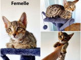 À réserver : quatre chatons de race Savannah (3 mâles et 1 femelle), de couleur brown spotted tabby, nés en mai 2021