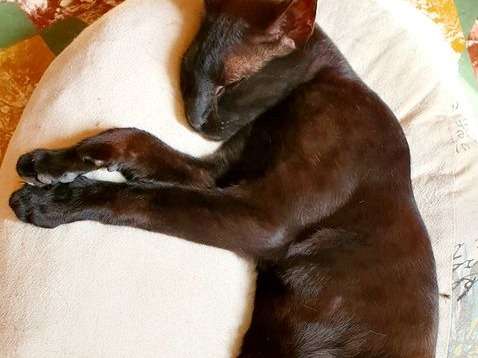 À réserver : un chat mâle adulte noir, de race Savannah