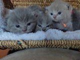 À acheter : 5 chatons British Shorthair (3 femelles et 2 mâles), nés en août 2021