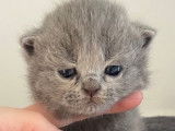À acheter : 5 chatons British Shorthair (3 femelles et 2 mâles), nés en août 2021