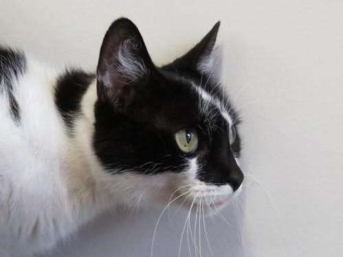 À adopter : un chat mâle adulte (10 ans) au pelage noir et blanc
