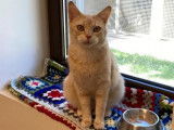 Un chat mâle adulte (3 ans), roux cherche un foyer