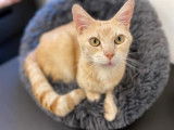 Un chat mâle adulte (3 ans), roux cherche un foyer