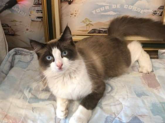 A Adopter Chaton Male Croise Siamois Marron Et Blanc Petite Annonce Chat