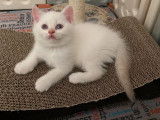Vente de 2 chatons femelles British Shorthair