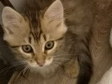 À adopter chaton mâle tigré brun clair