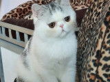 Vente d&rsquo;un chaton m&acirc;le Exotic Shorthair blanc et noir