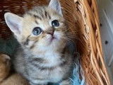 Vente de chatons Scottish Straight, mâles et femelles