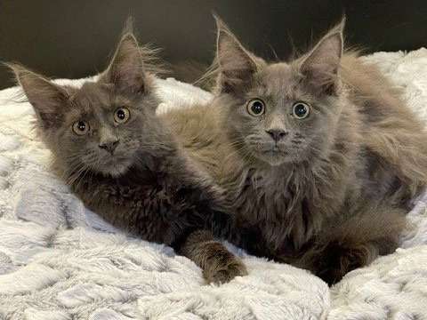 À vendre, 2 chatons Maine Coon blue, un mâle et une femelle