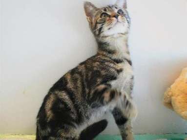 A Prendre Jeune Chat Ne En Mai 21 A La Robe Tigree En Noir Et Marron Petite Annonce Chat