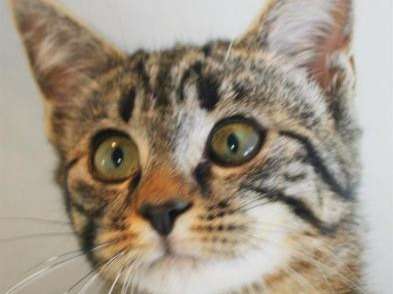 A Prendre Jeune Chat Ne En Mai 21 A La Robe Tigree En Noir Et Marron Petite Annonce Chat