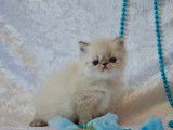 Chaton Persan seal point  à vendre
