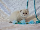 Chaton Persan seal point  à vendre