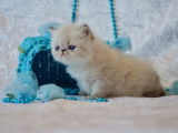 Chaton Persan seal point  à vendre