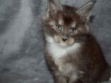 3 chatons Maine Coon m&acirc;les black smoke et blanc en attente de r&eacute;servation