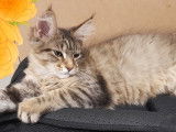 Un chaton Maine Coon femelle en vente