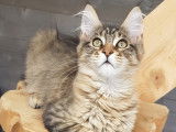 Un chaton Maine Coon femelle en vente