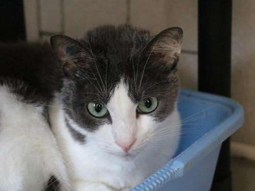 Chat Male Blanc Et Noir De 9 Ans Recherche Famille Petite Annonce Chat
