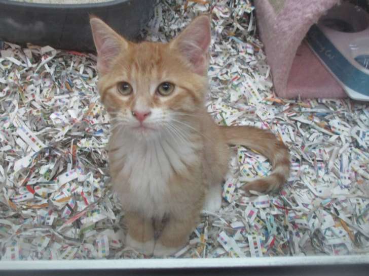 Quatre Chatons Males Croise Maine Coon Nes En Mai 21 Disponible De Suite Petite Annonce Chat