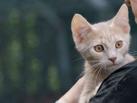 A Donner Un Chaton Male De Couleur Roux Clair Petite Annonce Chat A Donner Un Chaton Male De Couleur Roux Clair Petite Annonce Chat