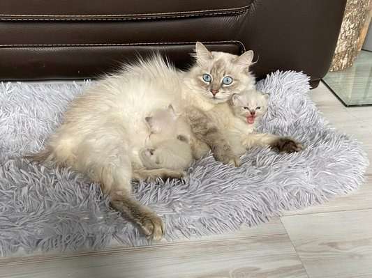 Magnifiques chatons Sibériens à vendre