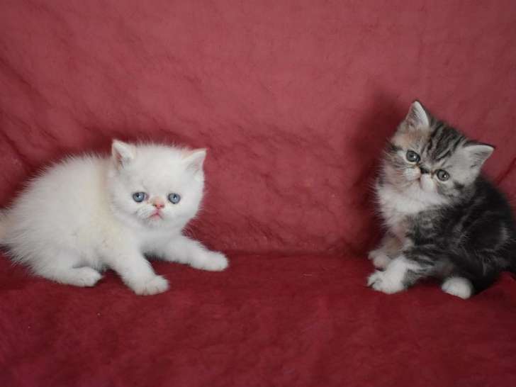 À réserver : 2 chatons Persan (mâle et femelle)