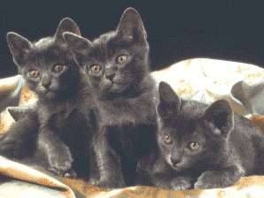 Magnifiques chatons Korats, pures souches disponibles