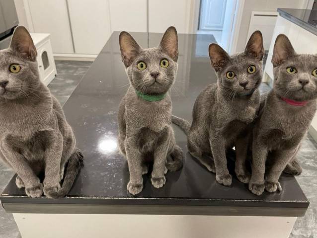 Quatre chatons mâles Korat, de couleur grise argentée : disponibles de suite