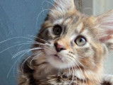 Quatre chatons Maine Coon à vendre