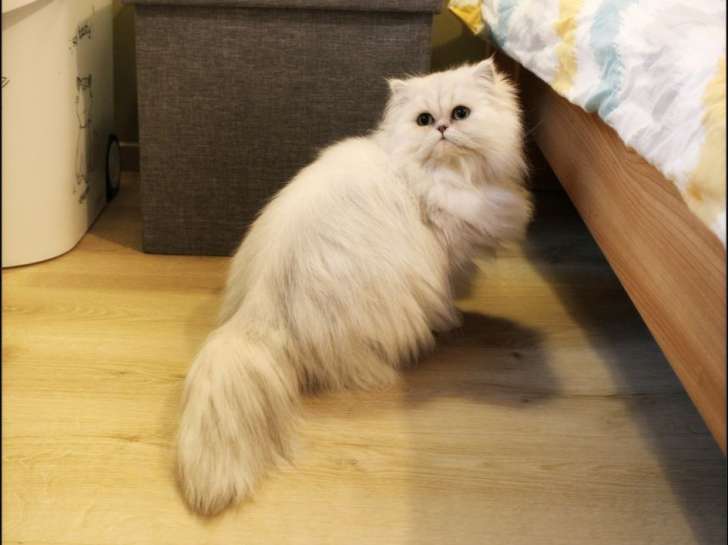 Un chat femelle Persan de 2 ans en vente (robe blanche)