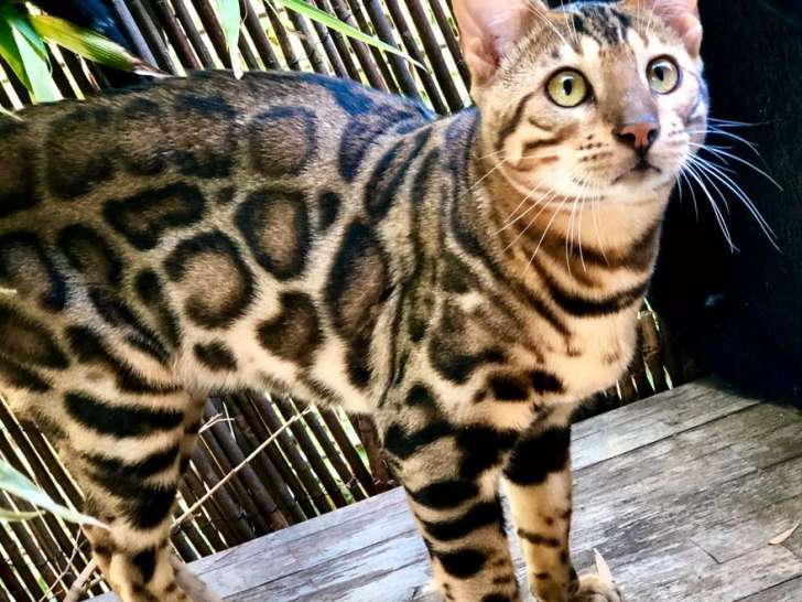 Un chat mâle Bengal brown disponible pour saillie