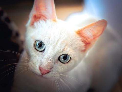 Superbe chaton blanc à placer