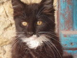 3 chatons Maine Coon disponibles