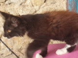3 chatons Maine Coon disponibles