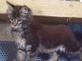 3 chatons Maine Coon disponibles