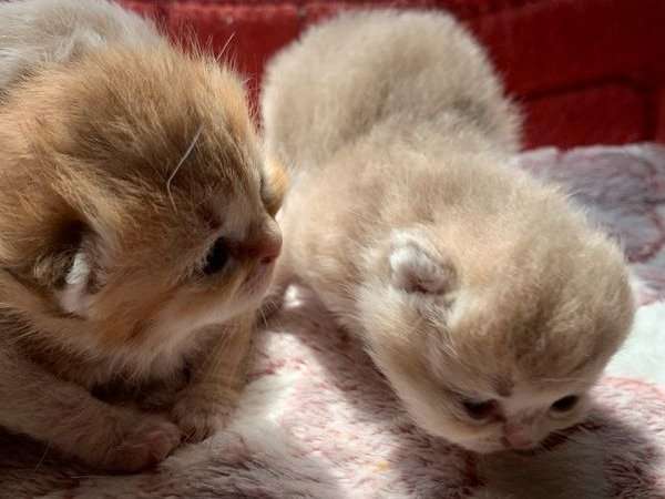 2 chatons Bristish Shorthair mâles en attente de réservation