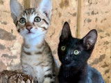 2 chatons Savannah disponibles à la réservation