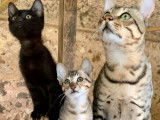 2 chatons Savannah disponibles à la réservation