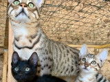 2 chatons Savannah disponibles à la réservation