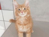 Un chaton mâle Maine Coon à réserver au pelage roux