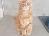 Un chaton mâle Maine Coon à réserver au pelage roux
