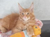Un chaton mâle Maine Coon à réserver au pelage roux