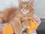 Un chaton mâle Maine Coon à réserver au pelage roux