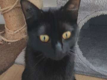 Don à l’adoption d’un chaton noir femelle d’un an
