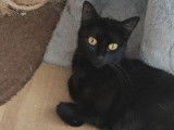 Don à l’adoption d’un chaton noir femelle d’un an