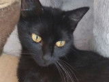 Don à l’adoption d’un chaton noir femelle d’un an