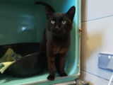 À adopter chatte à la robe noire de deux ans