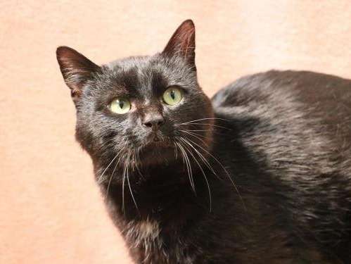 Un chat mâle adulte de 5 ans de couleur noire, disponible à l'adoption